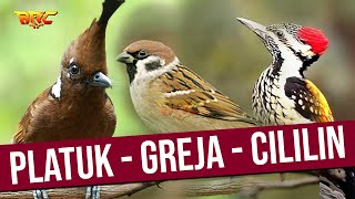 Download lagu MASTERAN MURAI JUARA | KOMBINASI PLATUK BAWANG - GREJA TARUNG - CILILIN GACOR mp3