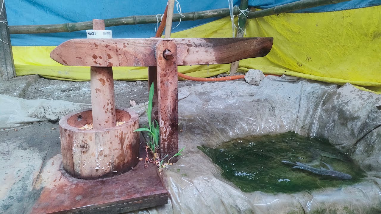 water powered pounder corn mill live