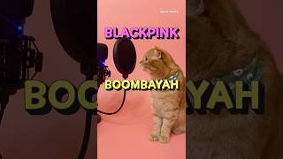 베니의 BLACKPINK(블랙핑크) - BOOMBAYAH(붐바야) cover by Benny the Cat #shorts