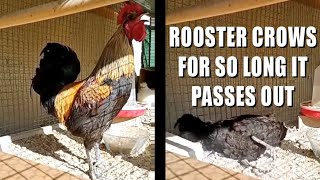 ROOSTER CROWS FOR SO LONG IT PASSES OUT