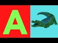 ABC WITH REAL ANIMALS A FOR ALLIGATOR A TO Z ANIMALS