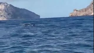 Balenottera avvistata al largo di Capri