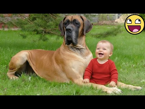 When Your Dog Becomes Baby’s Sweetest Protector and Big Brother 🛡️💖