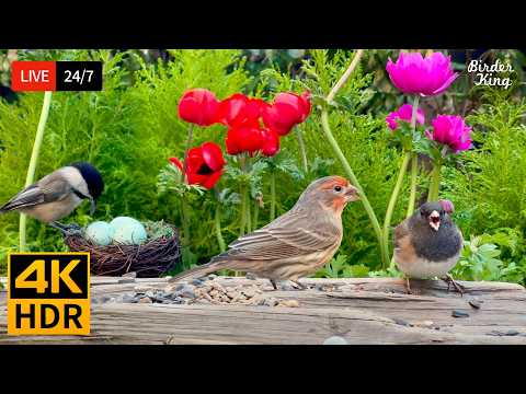 🔴 24/7 LIVE: Cat TV 😺 Cute Birds and Bunnies in the Spring 4K Cat Games