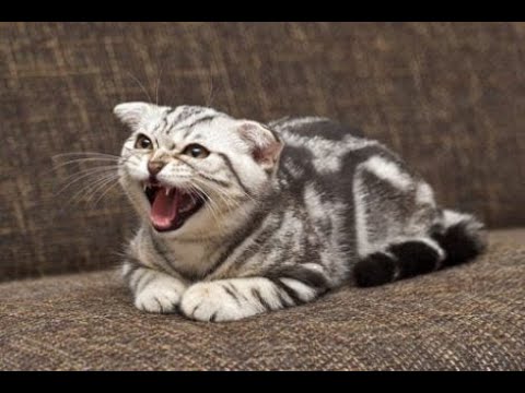 Cats Who Are Extremely Angry PART 2 (A Compilation)