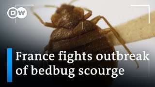 France: Bedbugs send shivers through Paris  DW New