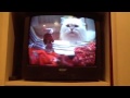 Stuart In Washing Machine