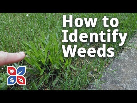  Do My Own Lawn Care - How to Identify Weeds in Grass  Video 