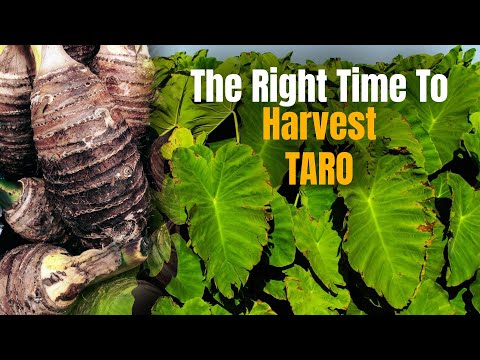 How to know when taro is ready for harvest
