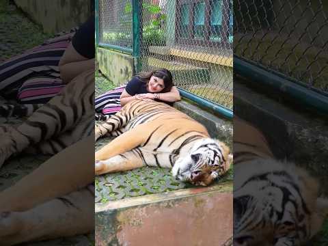 dekhe #viral  #trending #shortvideo #Babbar Sher