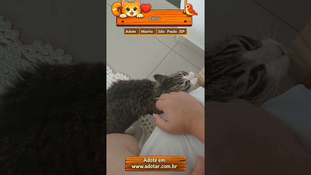 Gato raça SRD-ViraLata idade 1 ano nome Zeus