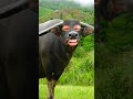 Oo Cream Powder Ll New Kumaoni Song Ll Shorts Youtube Youtubeshorts Viral