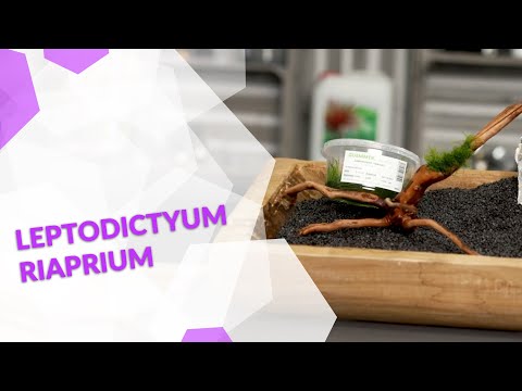 Leptodictyum riparium Ufermoos, ein pflegeleichtes Moos für dein Aquarium