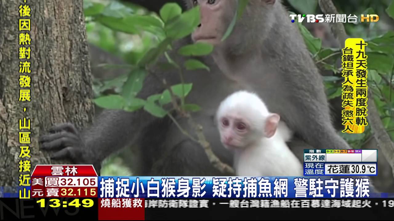 捕捉小白猴身影!疑持捕魚網 警駐守護猴
