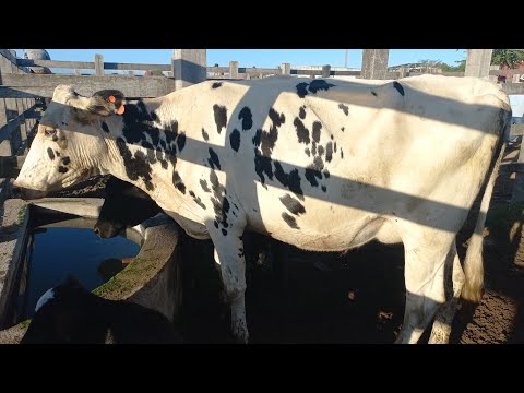 Feira de gado. NOVILHAS pra leite em Dois Riachos Alagoas 29/07/26#nordeste