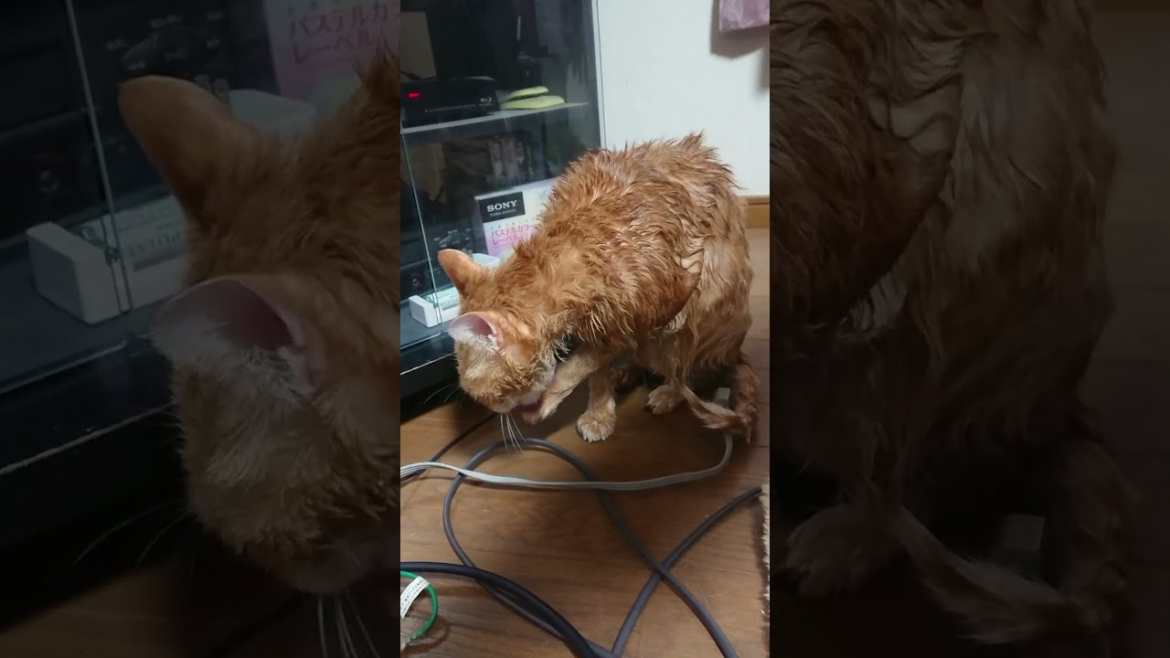 茶トラふうちゃん、お風呂上がり#保護ネコ #shorts  #猫好きさんと繋がりたい