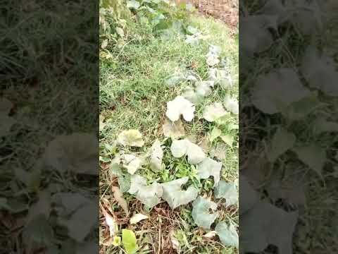 Ekiryo ddagala ate mmere