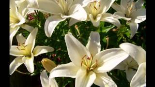 AVE  MARIA - Aaron Neville