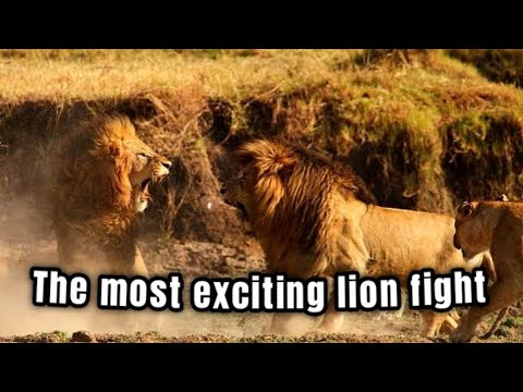 Due to fighting over territory, fellow lions fight each other | 5 Lion Fighting Moments