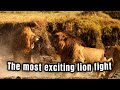 Due To Fighting Over Territory Fellow Lions Fight Each Other 5 Lion Fighting Moments