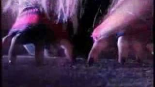 Download lagu remix kucing garong mp4 mp3