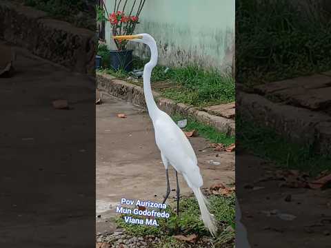pov Aurizona Mun Godofredo Viana MA.