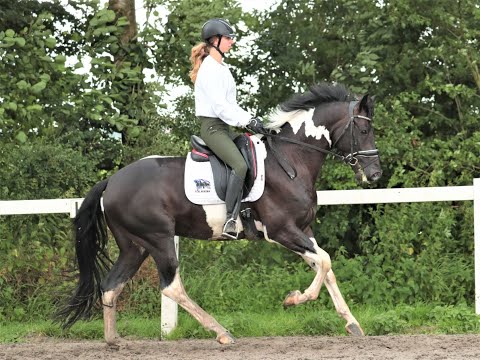 Stal Okkema's Hero Caio - VT Sterrebornehof Z x Samber - 2017 - 1.63m