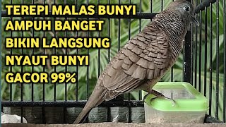 Download lagu Perkutut Lokal Gacor Suara Super Kristal - Pancingan Malas Bunyi  (99%AMPUH BANGET) mp3