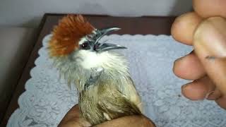 Download lagu Cara Membedakan burung Kaso Kaso Jantan dan Betina||TEPUS GELAGAH mp3 Download lagu Cara Membedakan burung Kaso Kaso Jantan dan Betina||TEPUS GELAGAH mp3