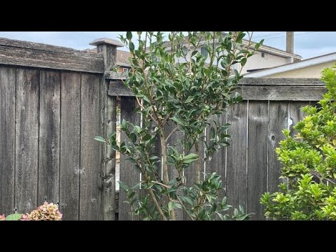 Prune To Shape & Tree Form, Camellia “Taylor's Perfection"  - September 13, 2022