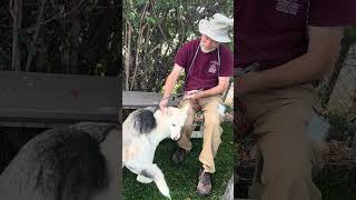 Video preview image #1 Siberian Husky Puppy For Sale in Pasadena, CA, USA