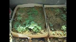 preview picture of video 'Low cost roof top gardening project part 1'
