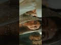 4k Aaj Sajeya Aesthetic Status Whatsapp Status Trending Video