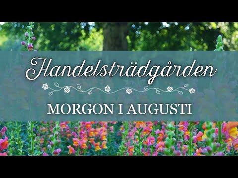 Tidig morgon i augusti - Kalvsviks handelsträdgård augusti 2020