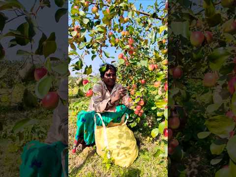 Fresh Apple Ber or আপেল কুল Harvest by Incredible Women Farmers #shorts
