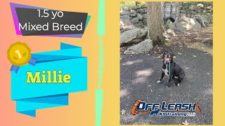 Download Lagu Best Mixed Breed Trainer in Scranton ||| OLK9 Lehigh Valley ||| 1.5 Year Old Mixed Breed, Millie Thumbnail
