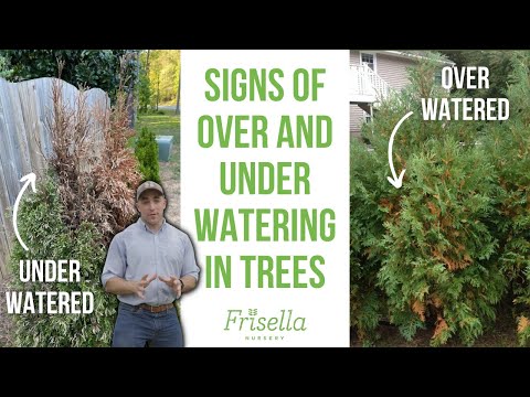 How to Tell if Your Tree is Over or Under Watered // Frisella Nursery
