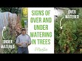 How To Tell If Your Tree Is Over Or Under Watered Frisella Nursery