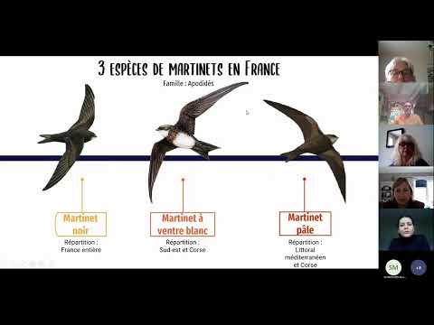 Formation - Les hirondelles : les connaître et les protéger