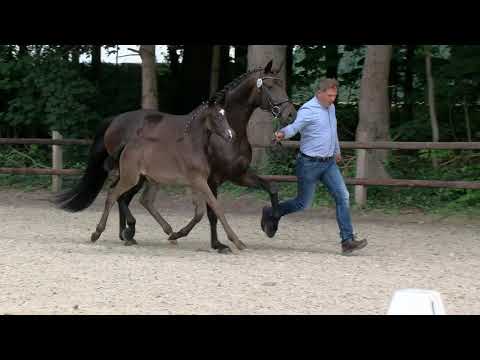 Hf v Bon Coeur x Romanov Blue Hors x Levantos I - 05/2020 - for sale