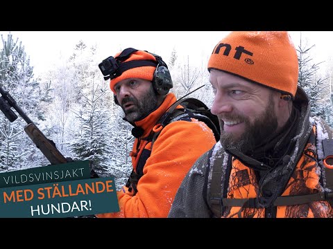 Vildsvinsjakt med ställande hundar!