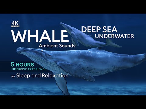 5 Hours of Deep Underwater Whale Sounds for Sleep and Relaxation - [NO MUSIC] - Ambient Sounds