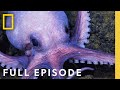 Octopus Social Life Full Episode Secrets Of The Octopus National Geographic