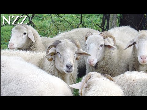 , title : 'Das Schaf: Wolle, Fleisch und Landschaftspflege - Dokumentation von NZZ Format (2007)'