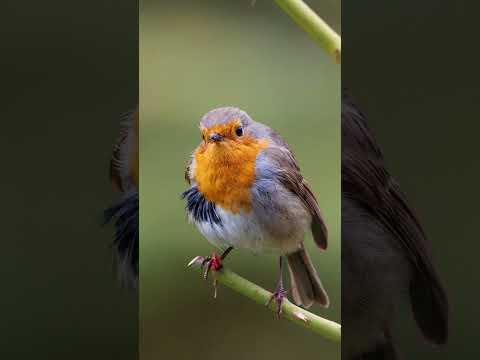 Beautiful nature in the earth #nature #beatifulnature #travel #bolleywoodsong #song