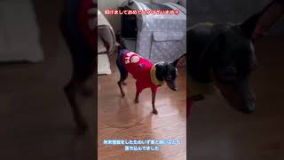 明けましておめでとうございます。新調した服で新年を迎えました。5日に去勢手術行います。#ミニチュアピンシャ#ミニピン