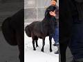 Huge Black Beast Fat Tailed Sheep Animals