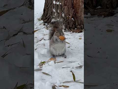 冬にリスに餌をやる 自然と動物