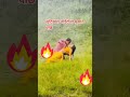 Anjali Adhikari Ko Uttejit Banaune Shooting Anjaliadhikari Nepalimodel Model NepaliViralVideos