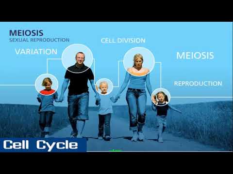 Meiosis | Sexual Reproduction | Learn through animated videos